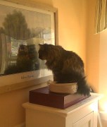 Bubba through the looking glass