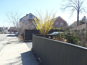 Between pine and summer